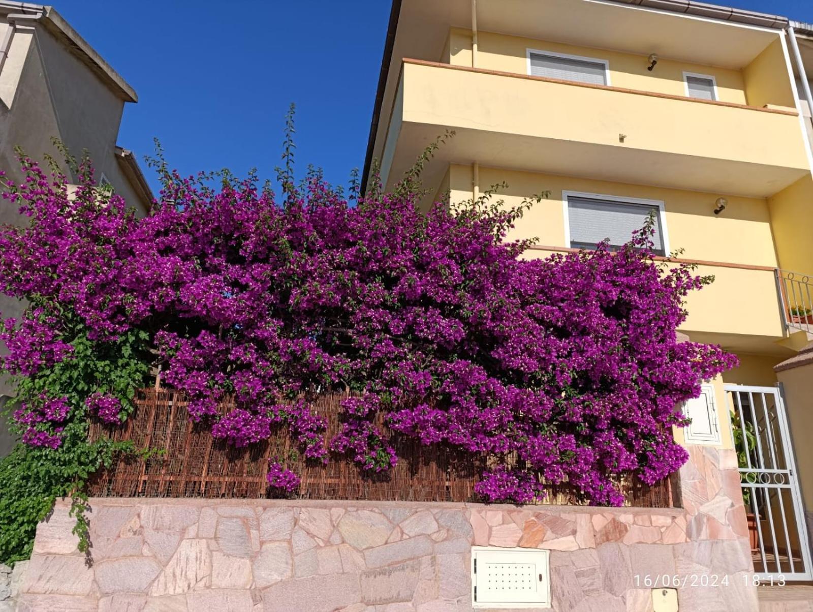 Bouganville Olmedo